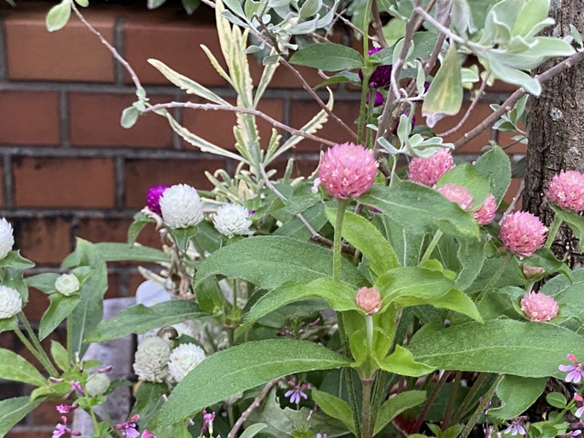 f:id:mimozaai:20210619211656j:plain