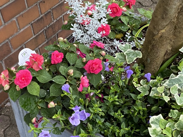 f:id:mimozaai:20210619211822j:plain