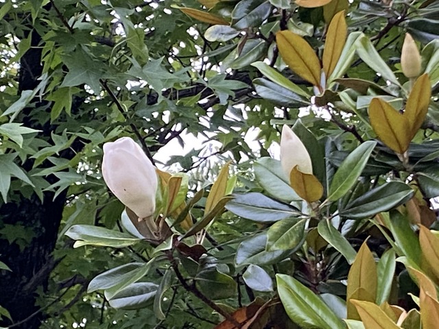 f:id:mimozaai:20210619211834j:plain