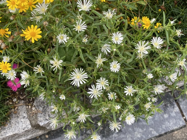 f:id:mimozaai:20210704203052j:plain