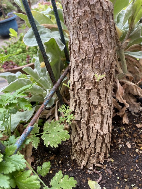 f:id:mimozaai:20210704203119j:plain