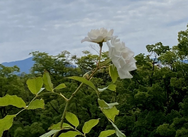 f:id:mimozaai:20210704203129j:plain