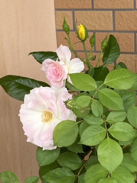 f:id:mimozaai:20210704203134j:plain