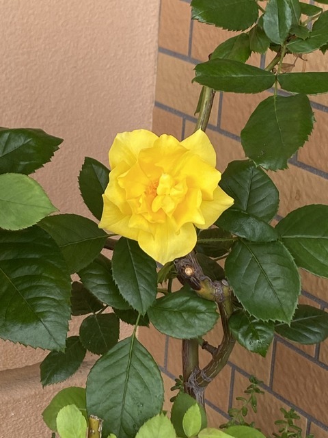 f:id:mimozaai:20210704203138j:plain