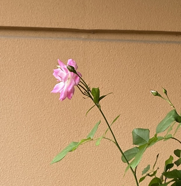 f:id:mimozaai:20210704203142j:plain