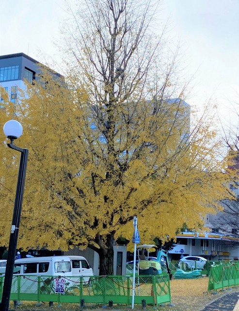 f:id:mimozaai:20211128191825j:plain