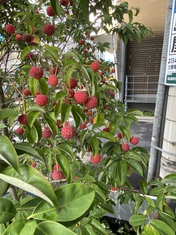 f:id:mimozaai:20211128191908j:plain