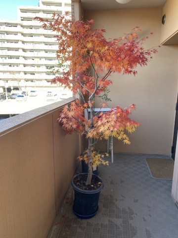 f:id:mimozaai:20211128192009j:plain