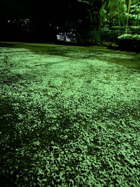 f:id:mimozaai:20220112150055j:plain