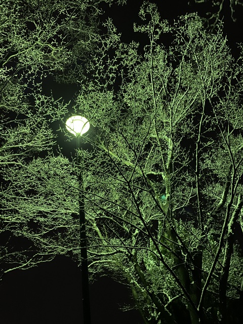 f:id:mimozaai:20220112150108j:plain