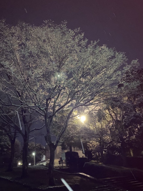 f:id:mimozaai:20220112150112j:plain