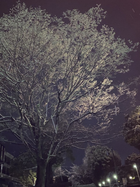 f:id:mimozaai:20220112150116j:plain