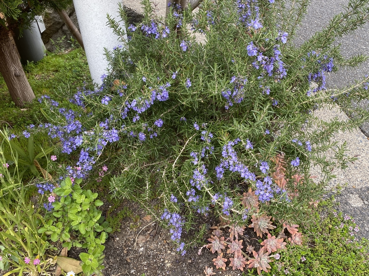 f:id:mimozaai:20220405195606j:plain