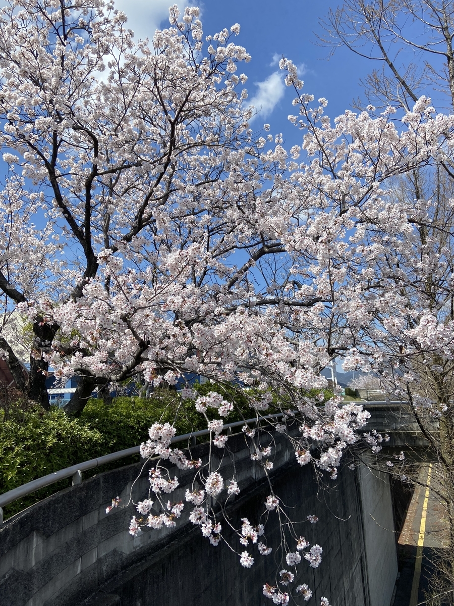 f:id:mimozaai:20220408195710j:plain