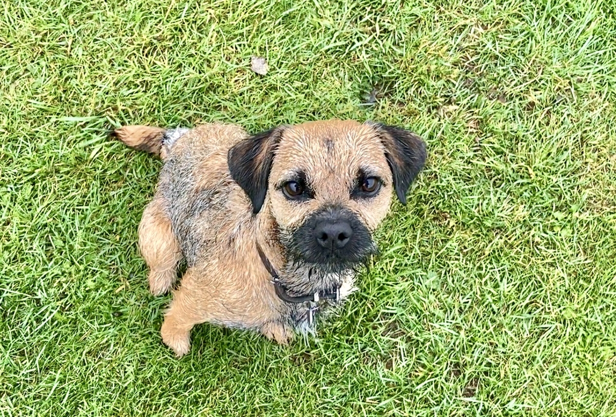 愛犬 At The Table 愛犬 At The Table