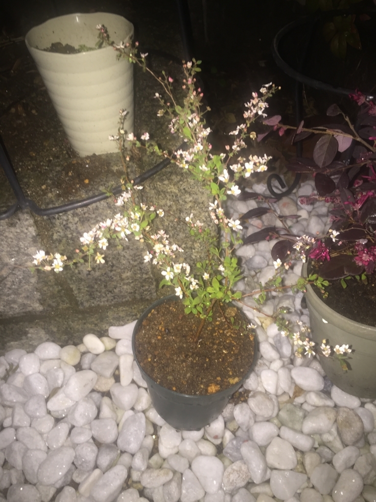 f:id:mina58:20180324193054j:plain f:id:mina58:20180324193054j:plain