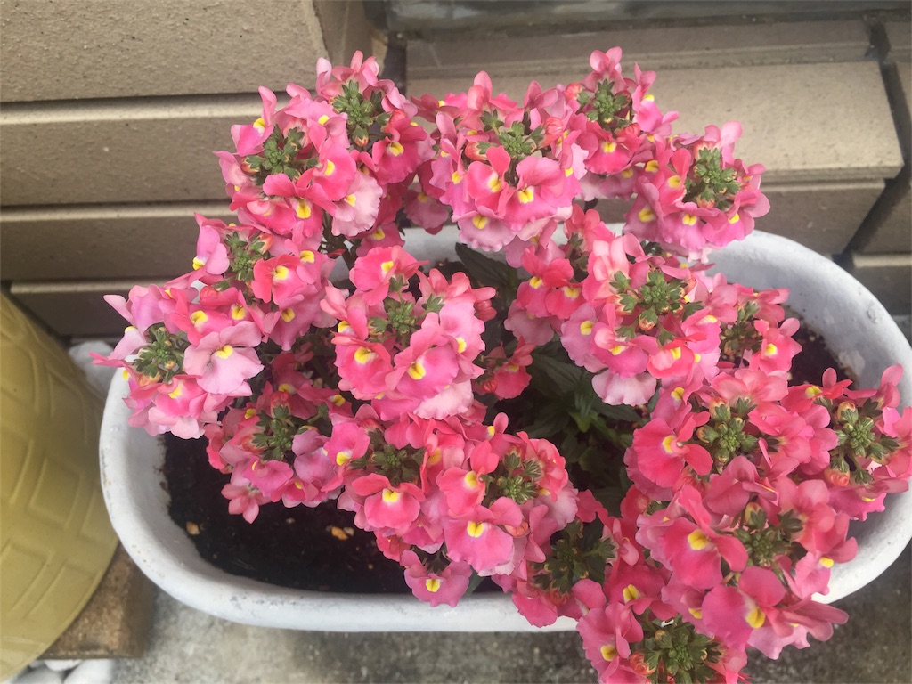 f:id:mina58:20180401164122j:plain f:id:mina58:20180401164122j:plain