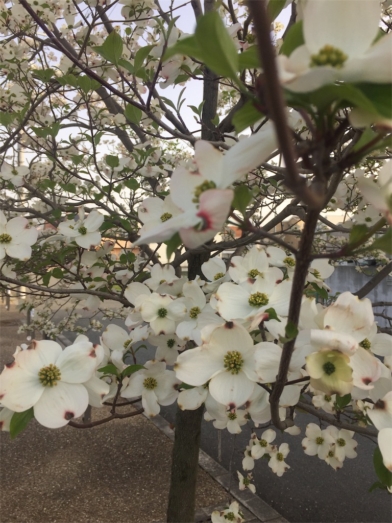 f:id:mina58:20180417192237j:plain f:id:mina58:20180417192237j:plain