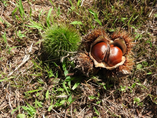 おせち料理 栗だけでつくる本格派 栗きんとん レシピ 私の料理レシピ