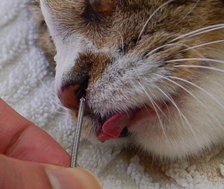 ネコちゃんの鼻の中の「がん」 - みなみ動物病院
