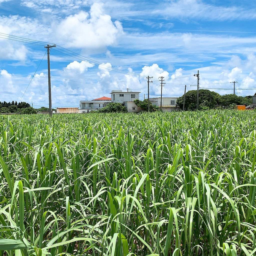 丸吉食堂　テラス席