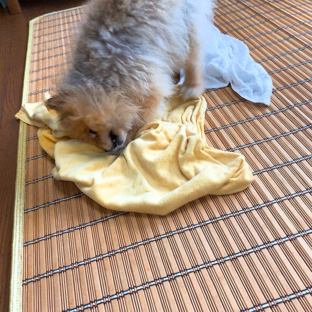 ポメラニアンを自宅でシャンプー カット かわいいたぬき顔も濡れると みなみ風の吹く裏庭で