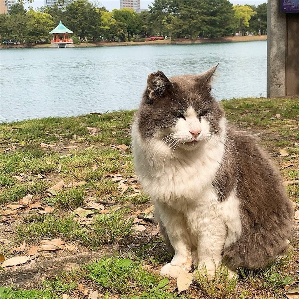 大濠公園　野良猫　ねこ　ネコ　写真