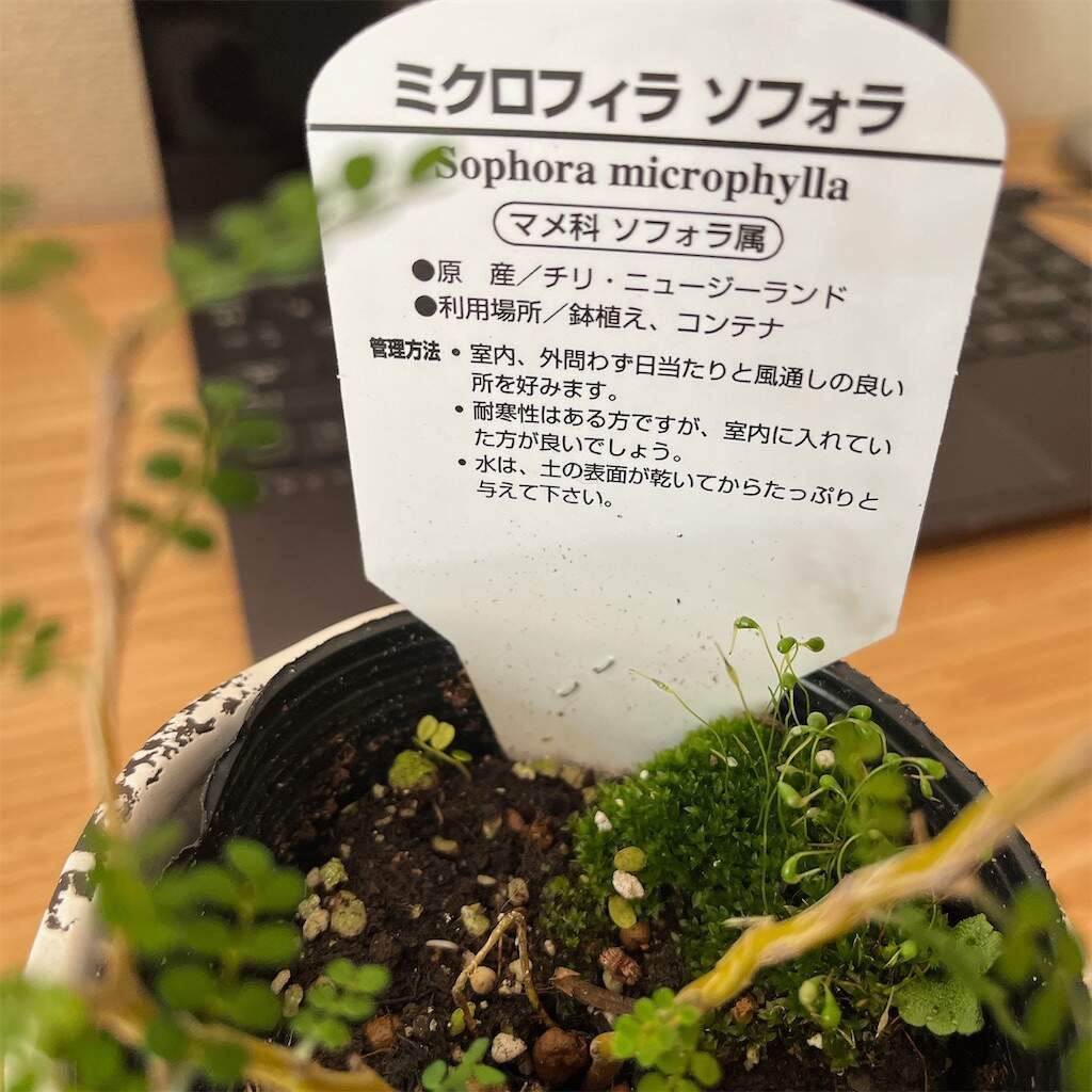 性懲りも無くソフォラ・ミクロフィラを買いました ポリシャスもね - みなみのいえ