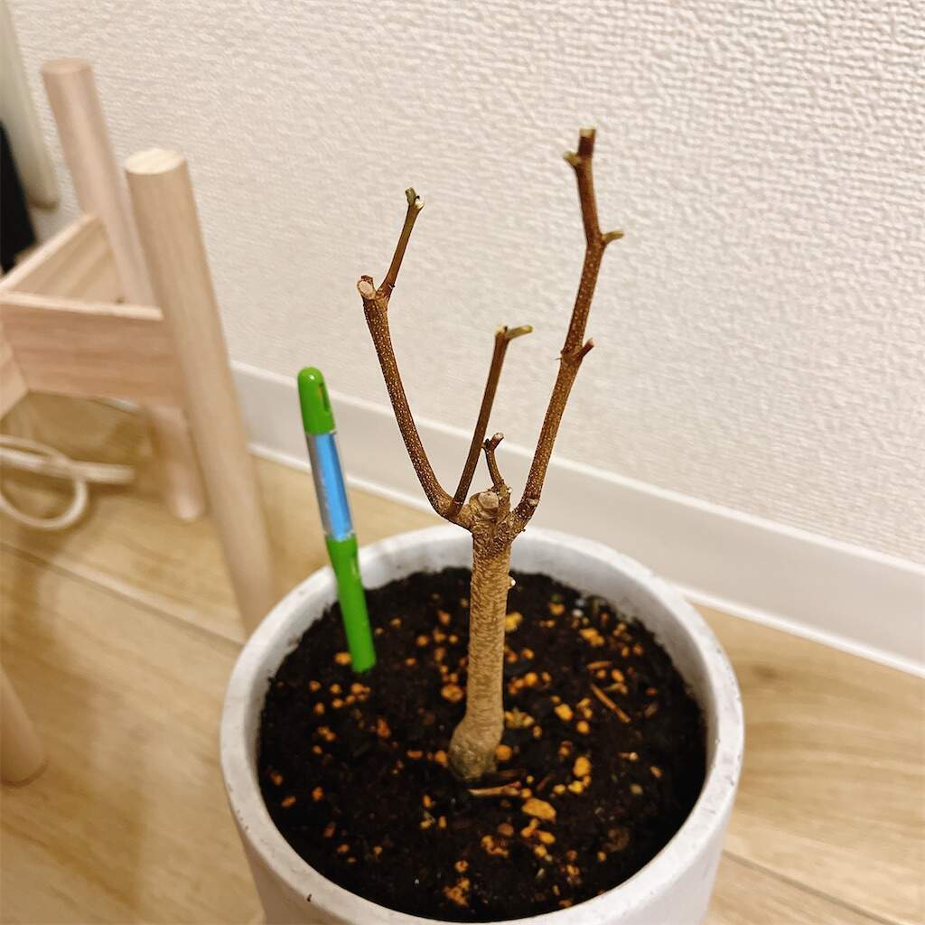エバーフレッシュ成長記録(？)。購入3日後に葉がカサカサになり