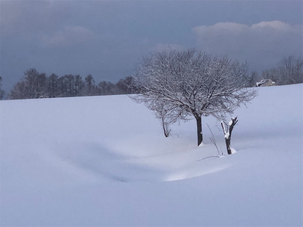 f:id:minamichankawai:20200124055109j:image