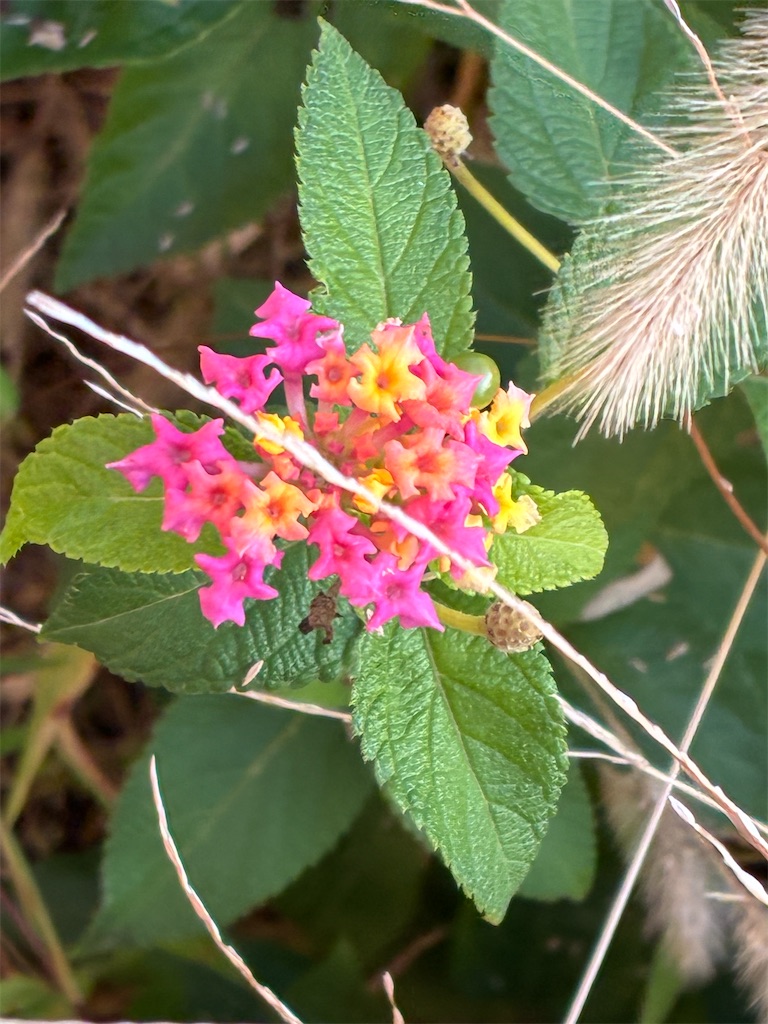 f:id:minamichankawai:20251118061301j:image