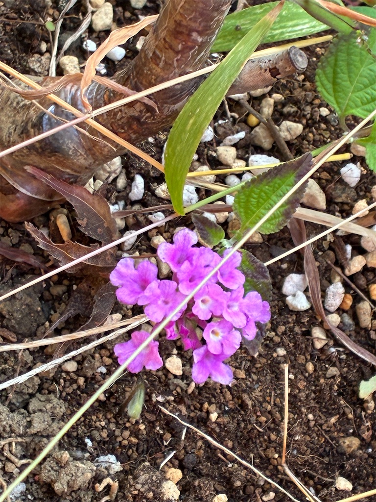 f:id:minamichankawai:20251120053328j:image f:id:minamichankawai:20251120053328j:image