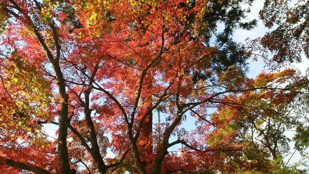 長安寺の紅葉