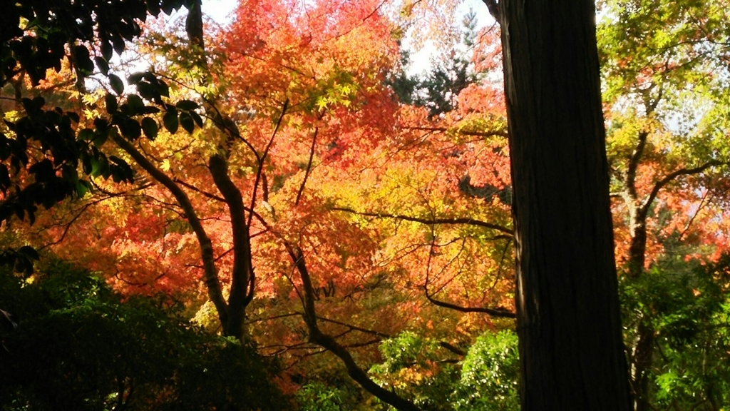 長安寺の紅葉