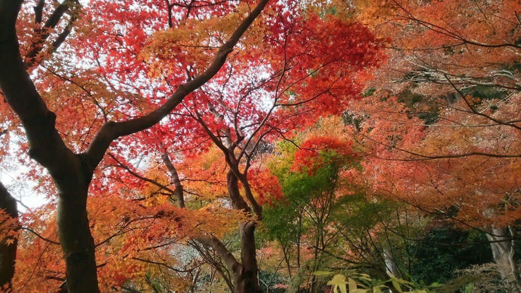 f:id:minamimachida0706:20171203171748j:plain 覚園寺の紅葉