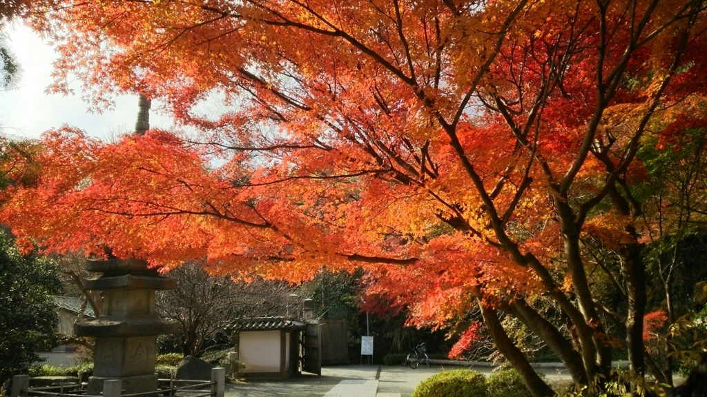 f:id:minamimachida0706:20171203171805j:plain 覚園寺の紅葉