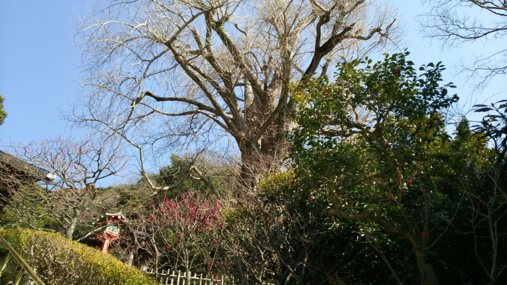 二階堂 荏柄天神社の御朱印と 鎌倉最古 鎌倉最大 酒とうどんと御朱印の日々