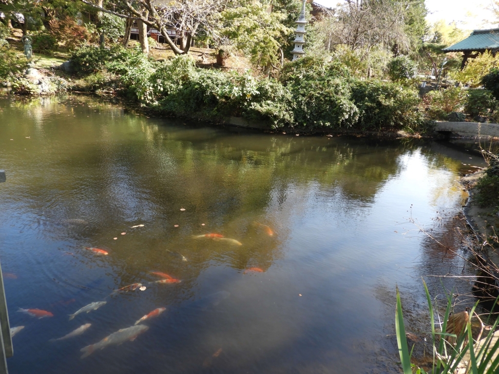 f:id:minamimachida0706:20180718224323j:plain 放生池