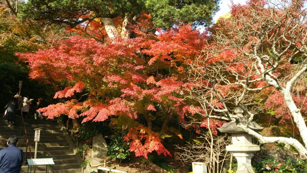 石畳参道の階段上の紅葉