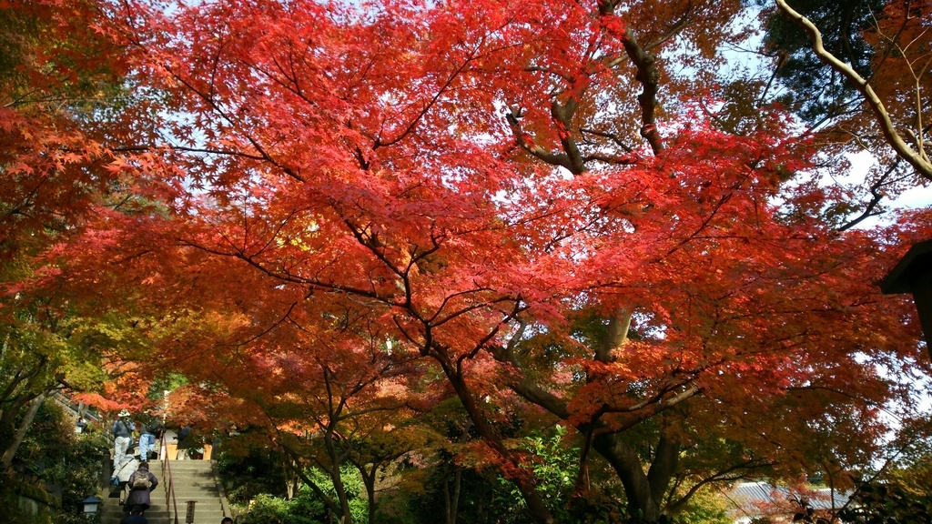 石畳参道の中ごろにある紅葉