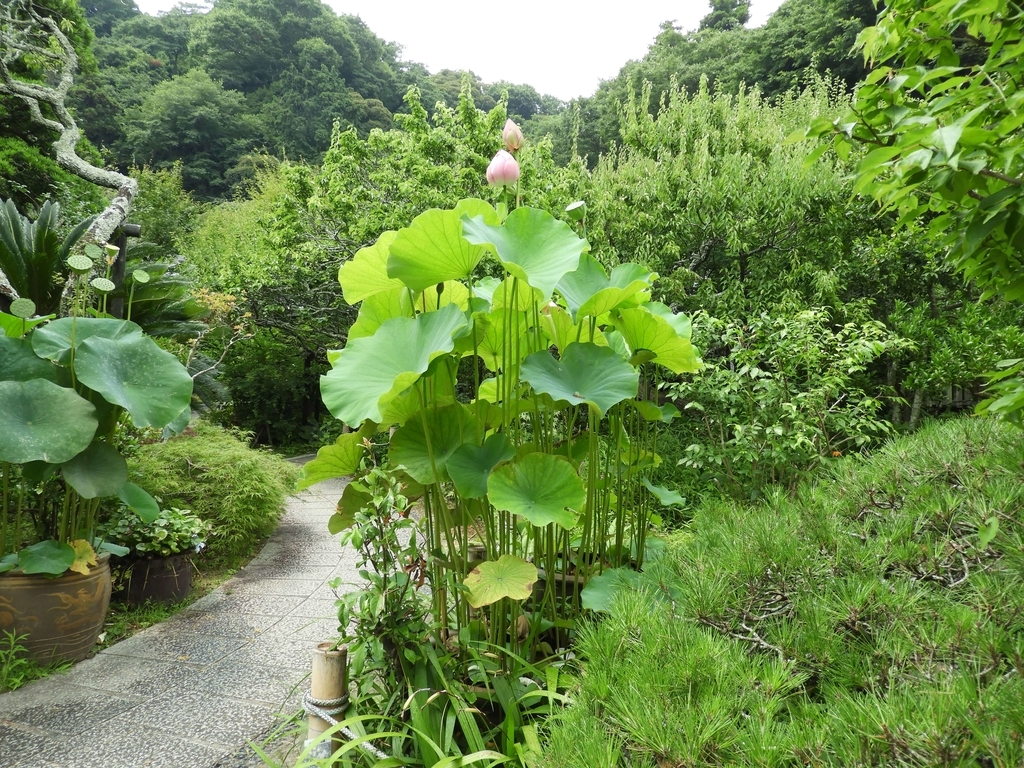 光則寺のハス