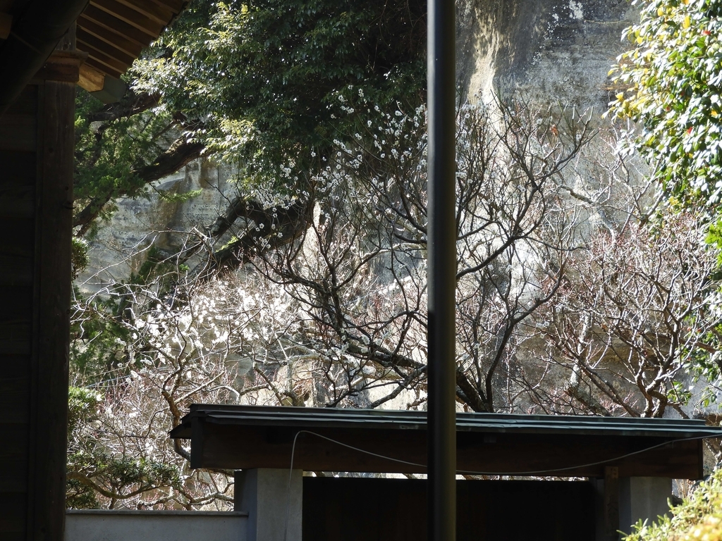 浄光明寺の裏庭