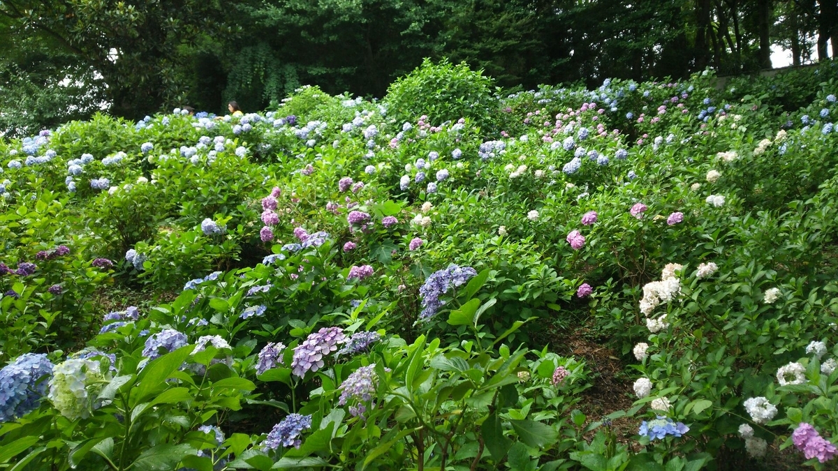 咲き乱れるあじさい