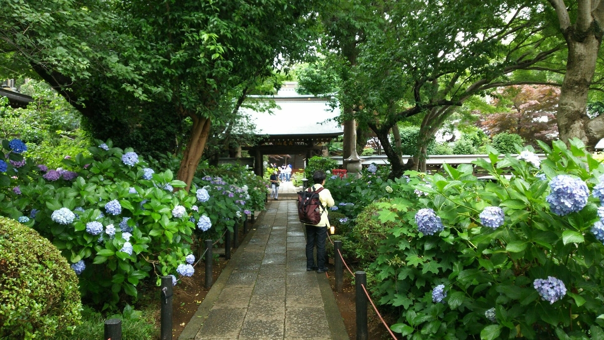 山門に向かってアジサイの間を抜ける参道