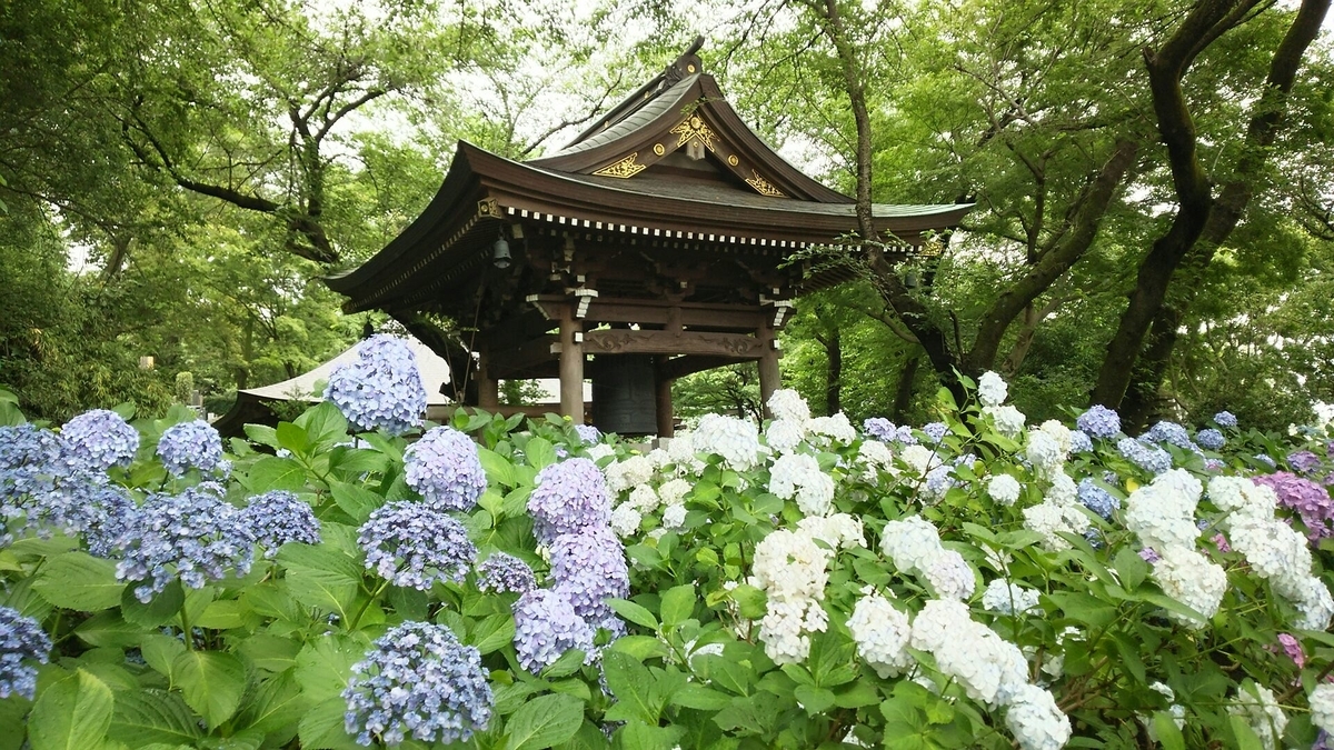 あじさいと鐘楼堂