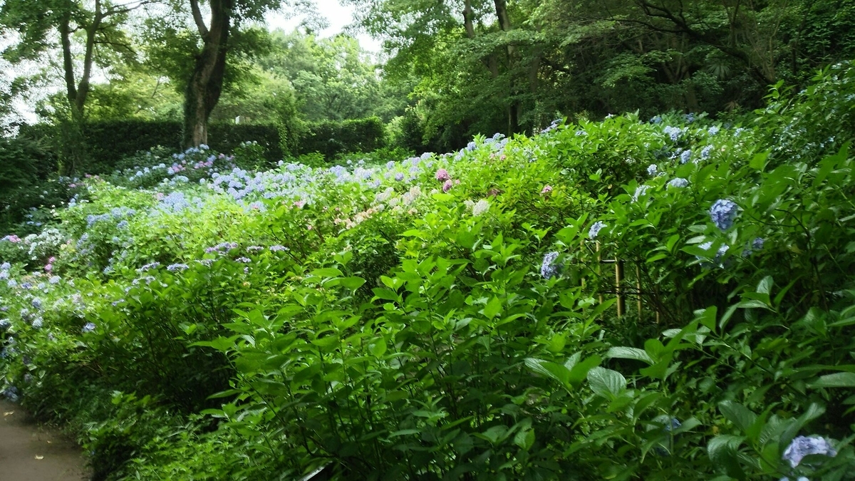 本堂の左隣で咲くあじさい