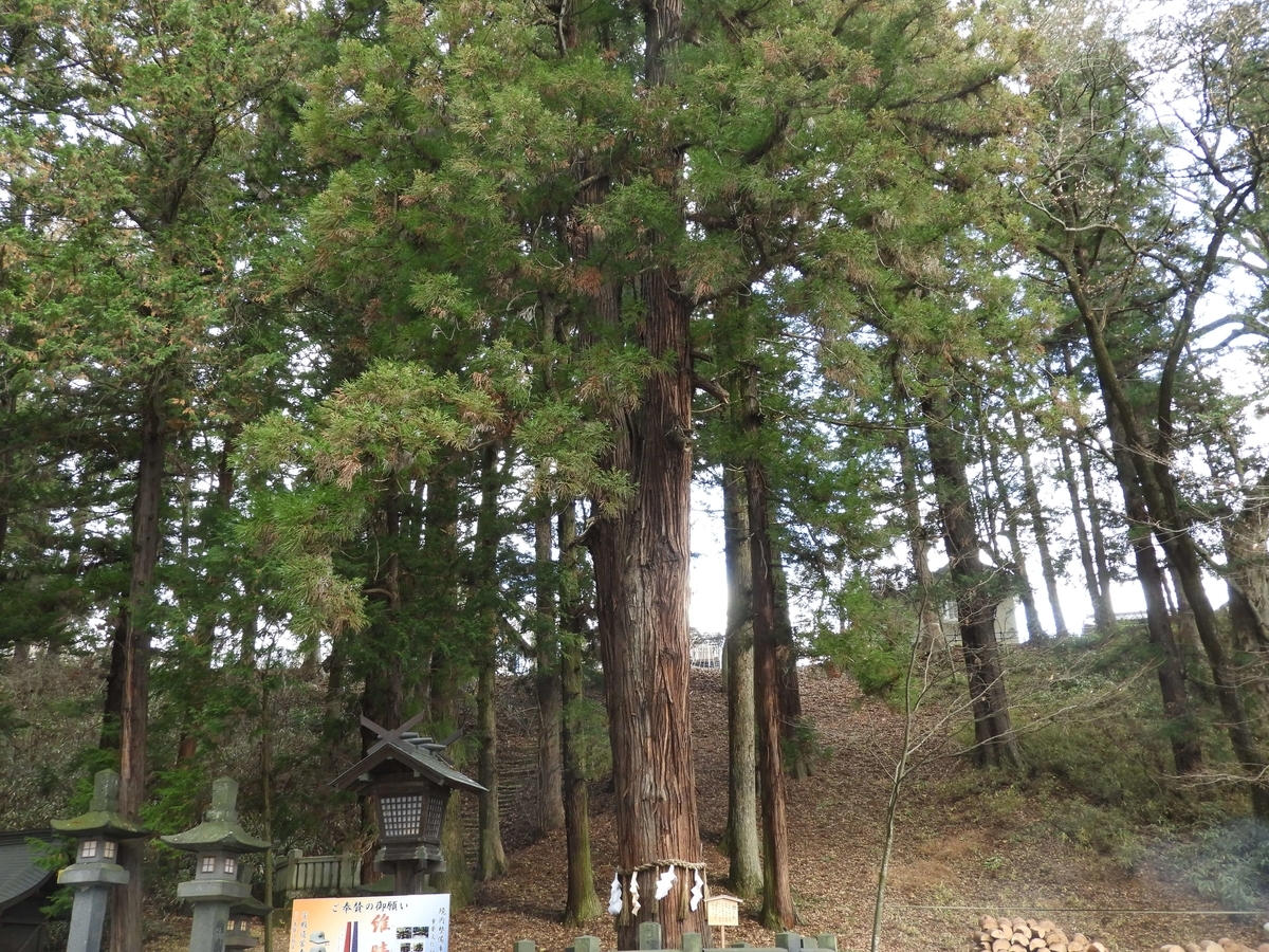 縁結びの杉