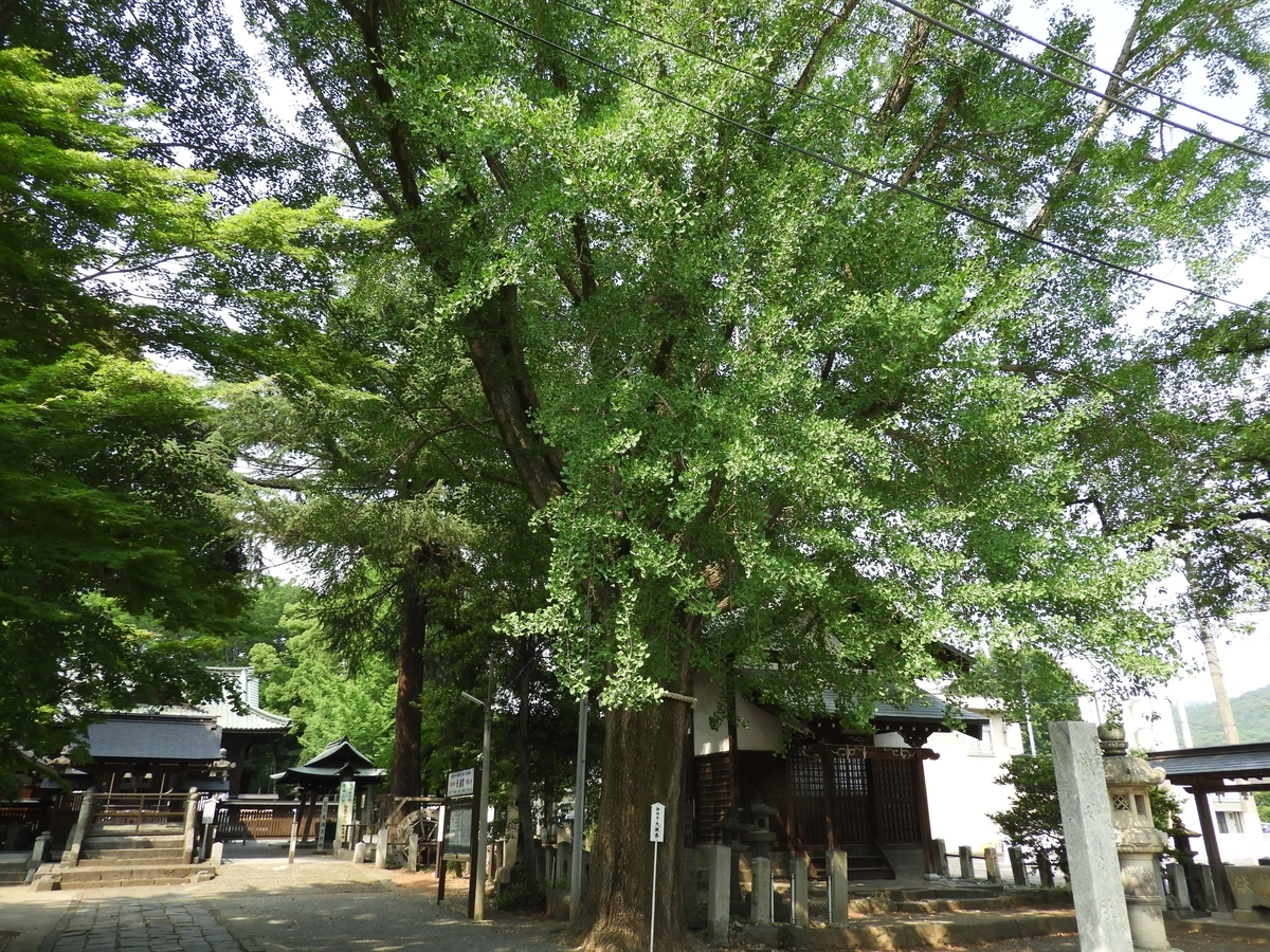 御神木の大銀杏