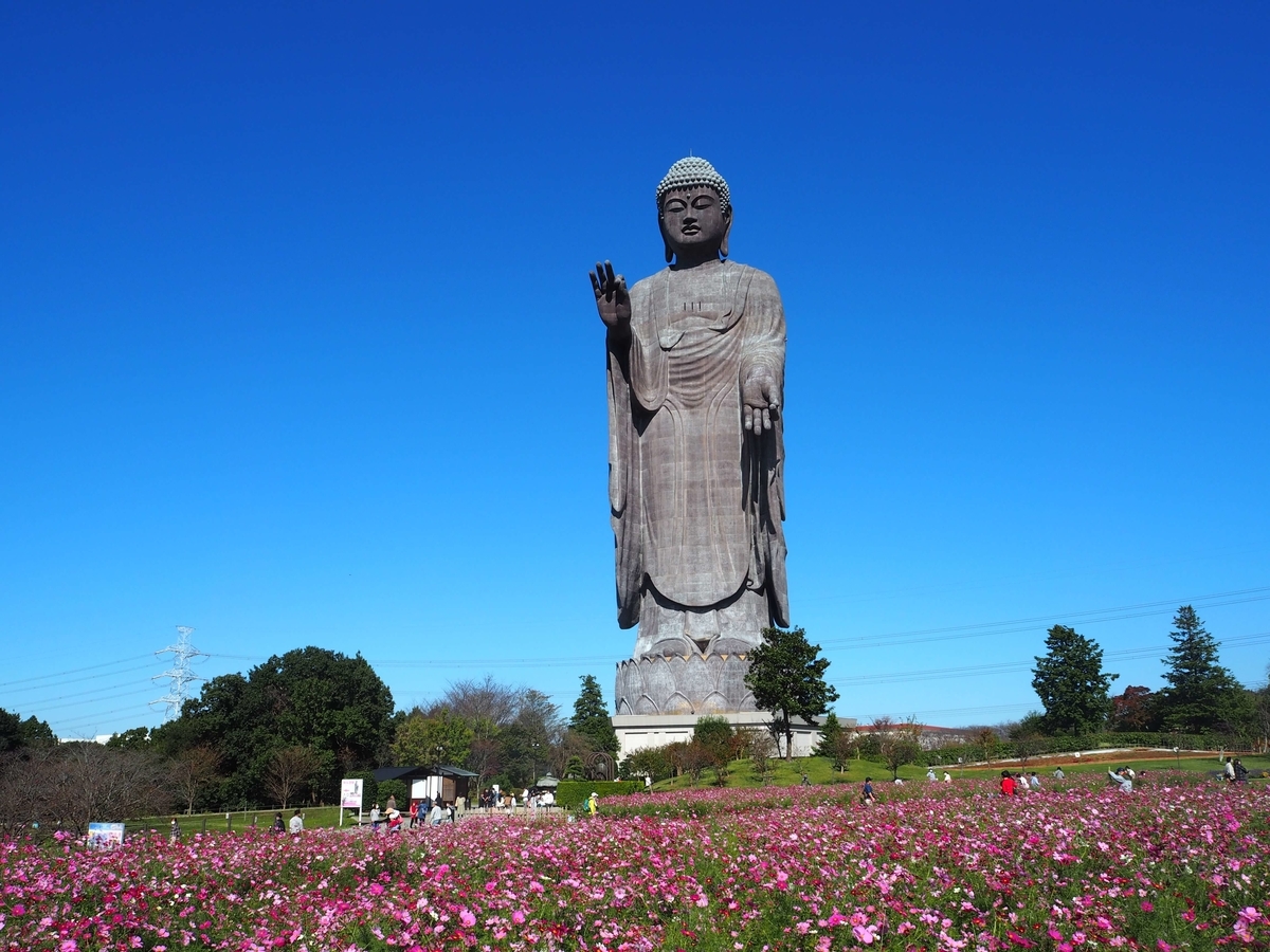 コスモスの花畑と奥に見える牛久大仏