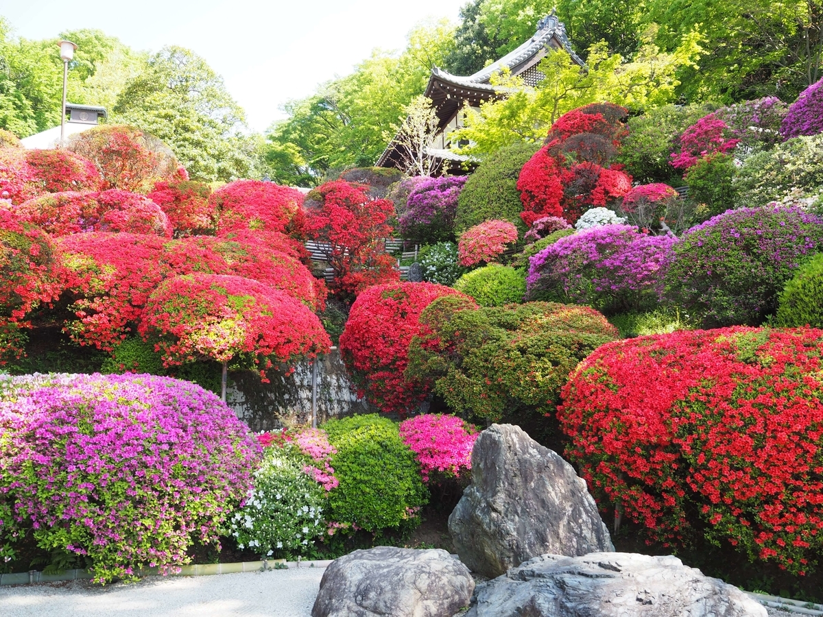 境内一面に植えられたつつじ